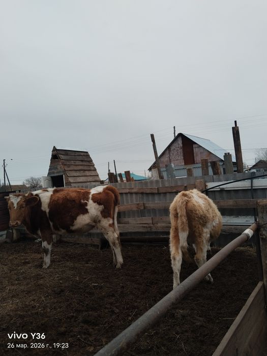 Стельные коровы на разведение