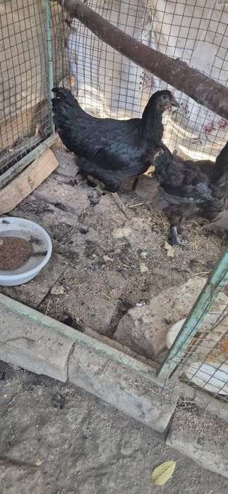 Tovuqlar sotiladi damashniy