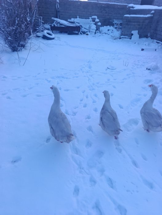 Қаз_Сатылады жақсы