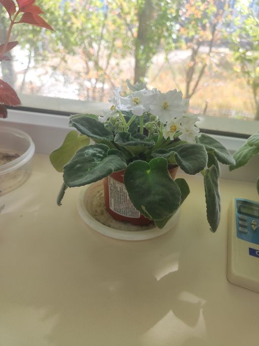 Фиалки в горшке разные