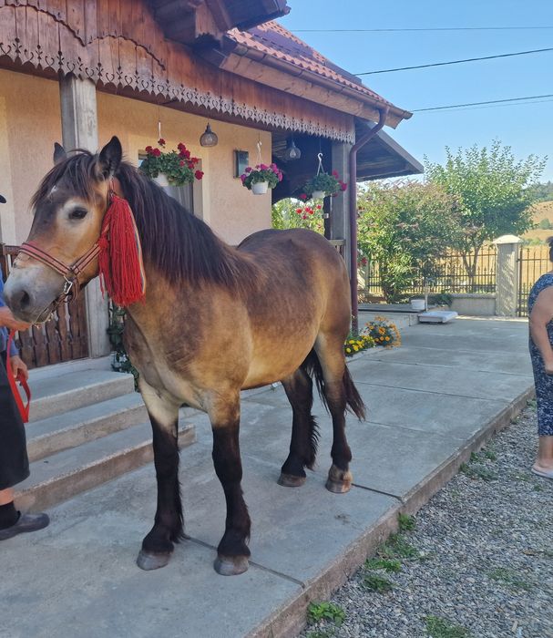 Se vinde Mânz si manza