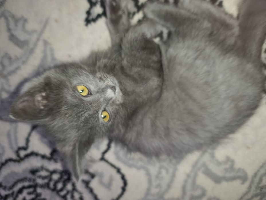 Mushuk skotch strayt ögil bola