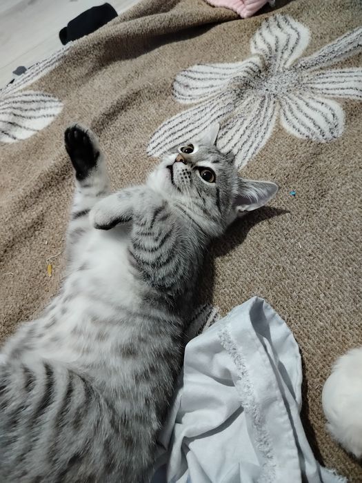 Отдам даром кошку