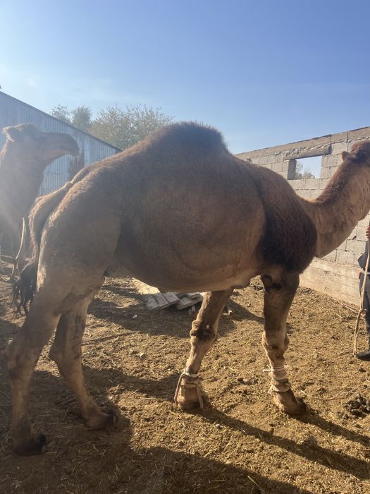 Лөк сатылады обмен