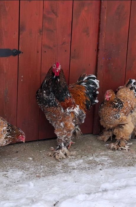 Ouă de incubat Brahma Porțelan