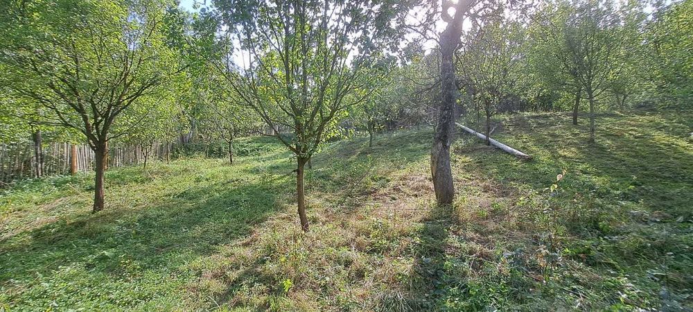 Teren si constructii situate in intravilan 7.780 mp, comuna Bertea, sat Lutu Rosu, Prahova