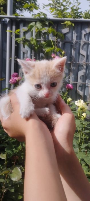 Отдам рыжих котят