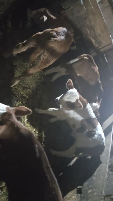 Vand 1 vitea si un tauras