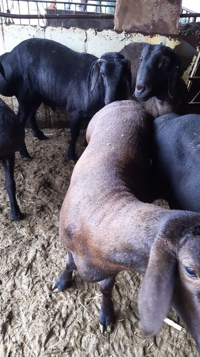 Qassob  Кассоб Qassobchilik xizmati  Halol Service!!!