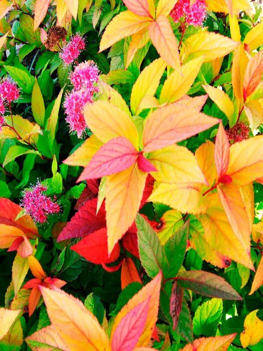 Саженцы из России