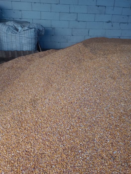 Porumb boabe de vânzare recoltat la 04  01  2026 Cajvana  Suceava