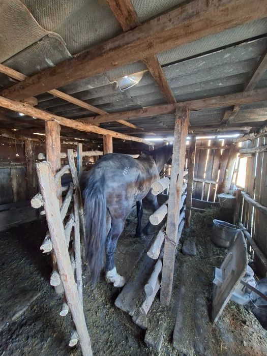 Жеребец табунный