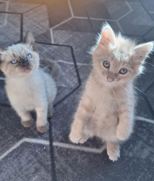 Отдам котят ( оба мальчики)