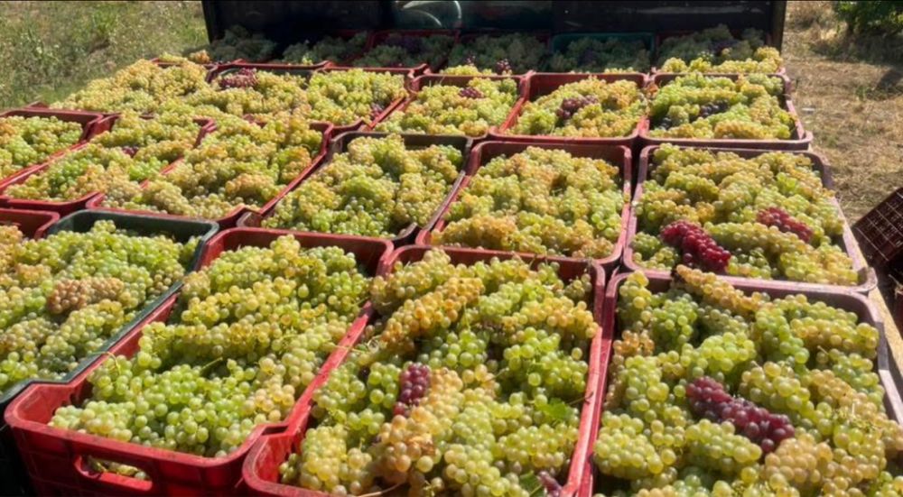 Vand struguir de vin