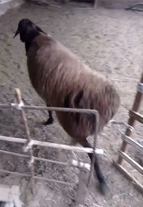 Гиссар