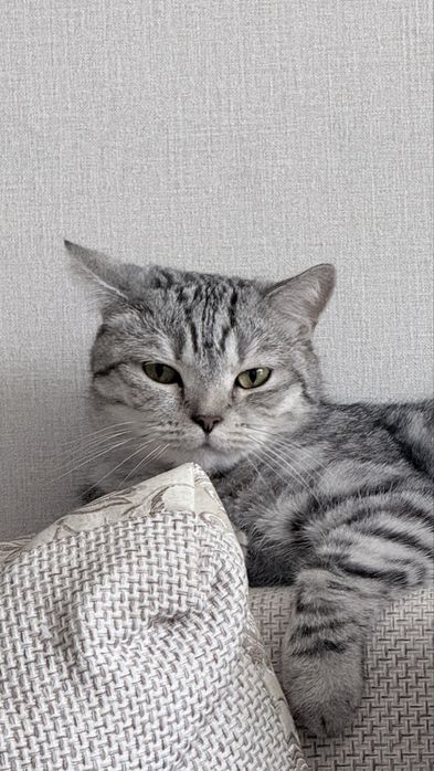 Кот мальчик 9 месяцев найденыш