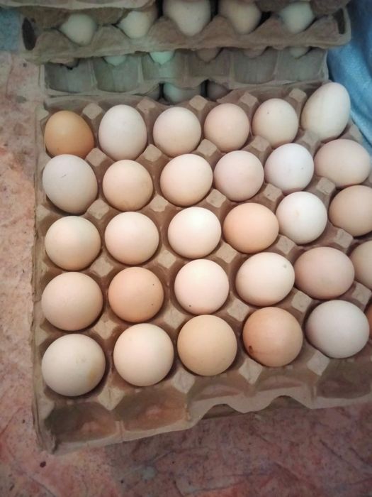 Продам яйцо домашнее
