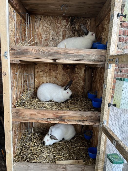 Iepuri rasa Californian !