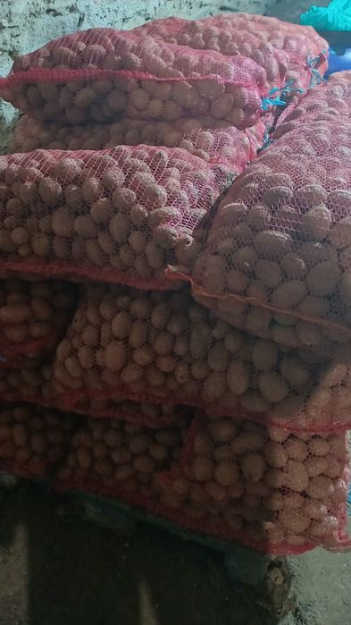 Cartofi de consum și sămânță