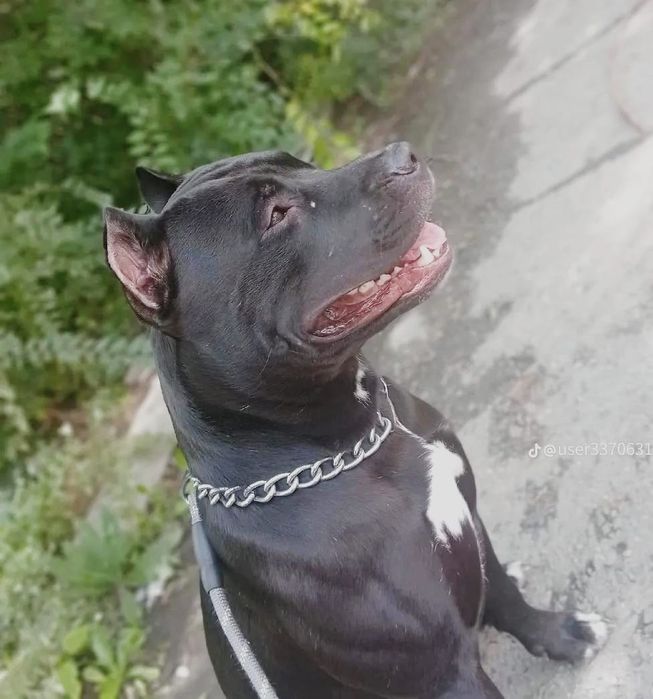 вязка кабель питбуль