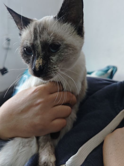 В добрые руки кошечку
