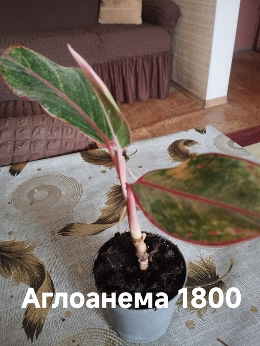 Продам комнатные растения