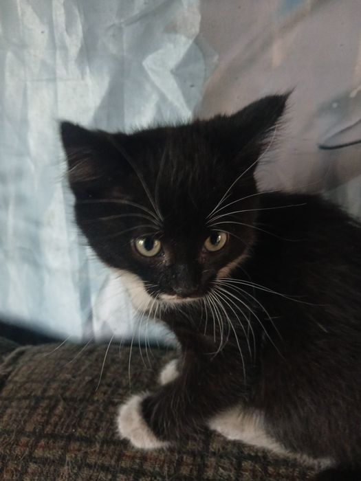 Котята мальчики 2 мес
