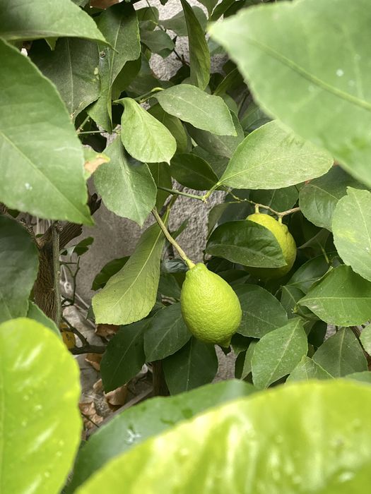 Lamai 25ani+ altruit, rodeste