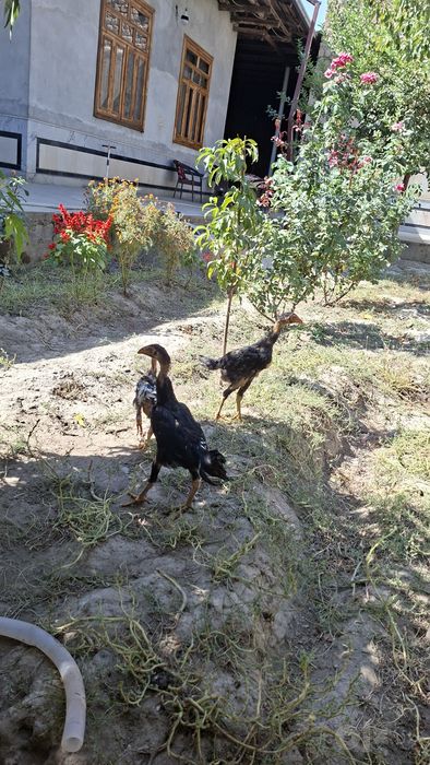 Dakan jujalar sotiladi