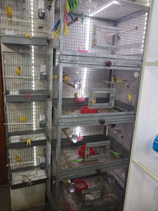 Cайроқи канарейкалар / Канарейки овсяночного напева