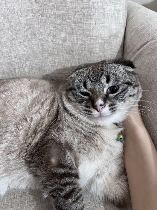 кот на вязку шотландская кошка вислоухая