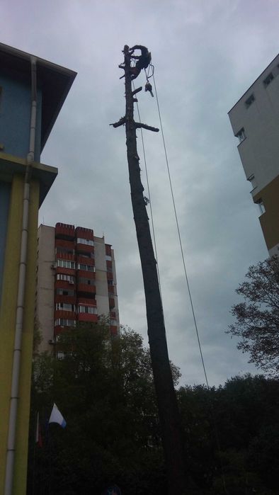 Рязане на опасни дървета