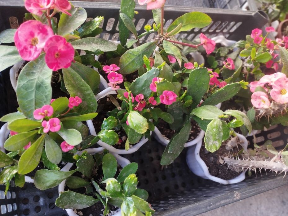 Малочай ва опунция