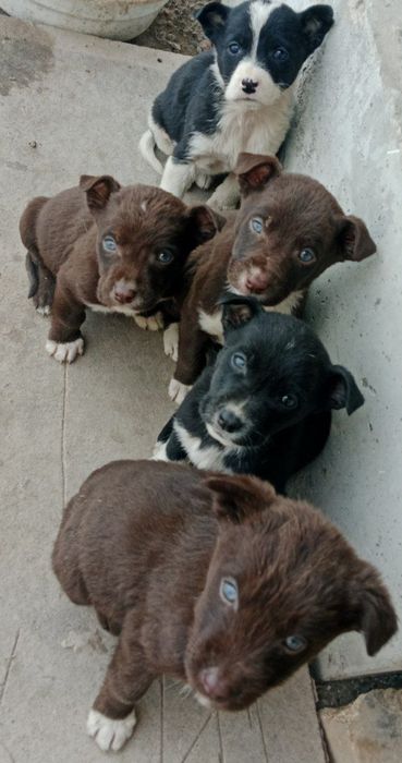 Маленький собаки