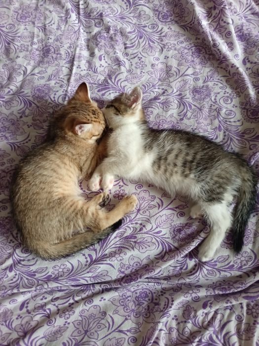 Отдам котят в хорошие руки, осталось две котята