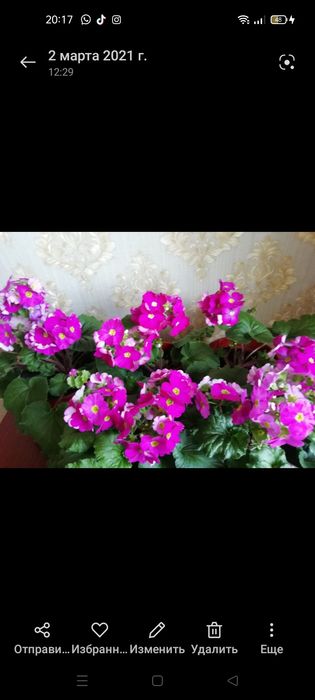 Продаются комнатные цветы