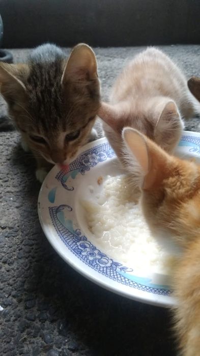 Котята хорошие, бесплатно.