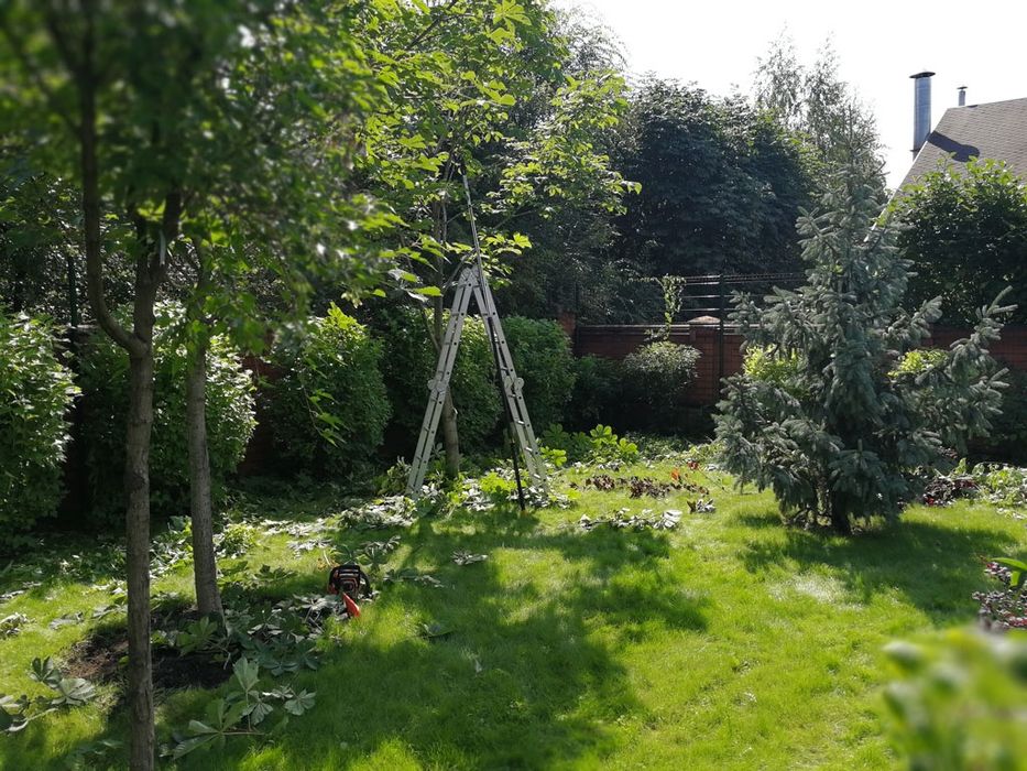 Обрезка деревьев, винограда, стрижка ёлок, осенние обработка деревьев