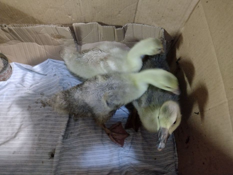 Малки патенца вид Лебедова гъска