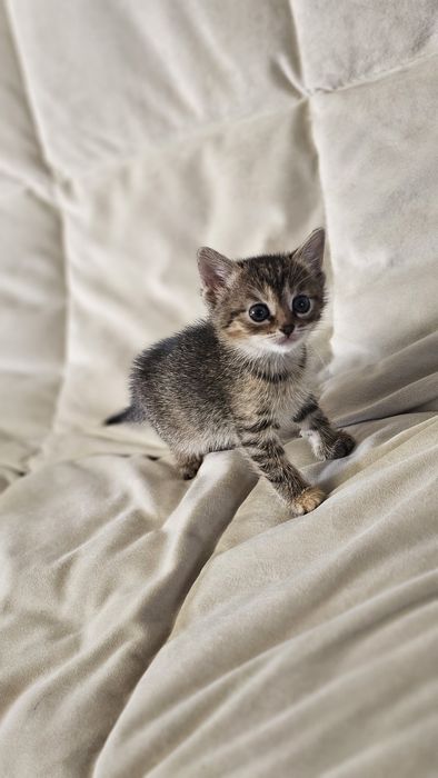 Отдам даром котят