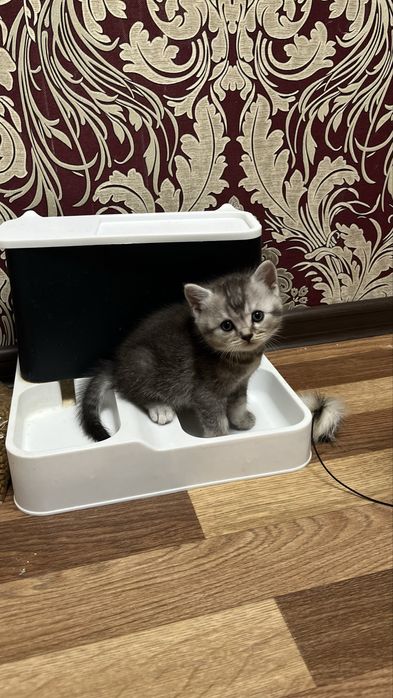 Шотландский котенок
