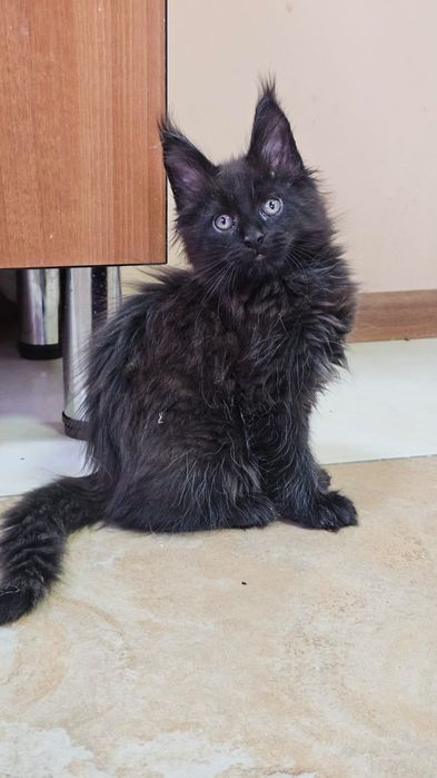 Топовые Котята Мейн-кун