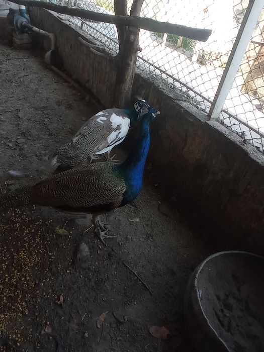 Авлак,,Императорский,, павлины взрослые,1 самец и 4 самки