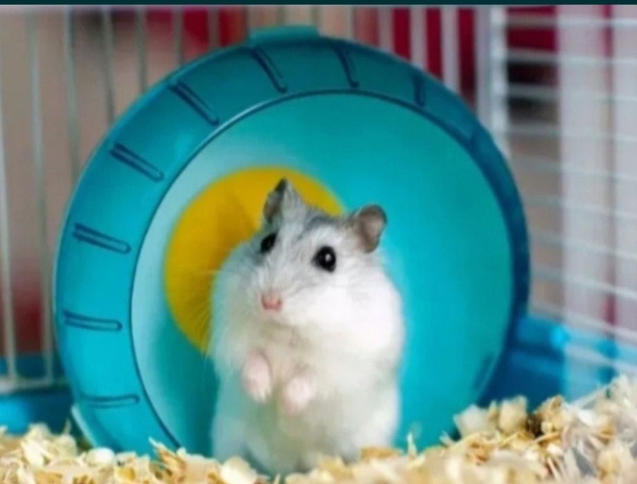 Джунгарские хомяки