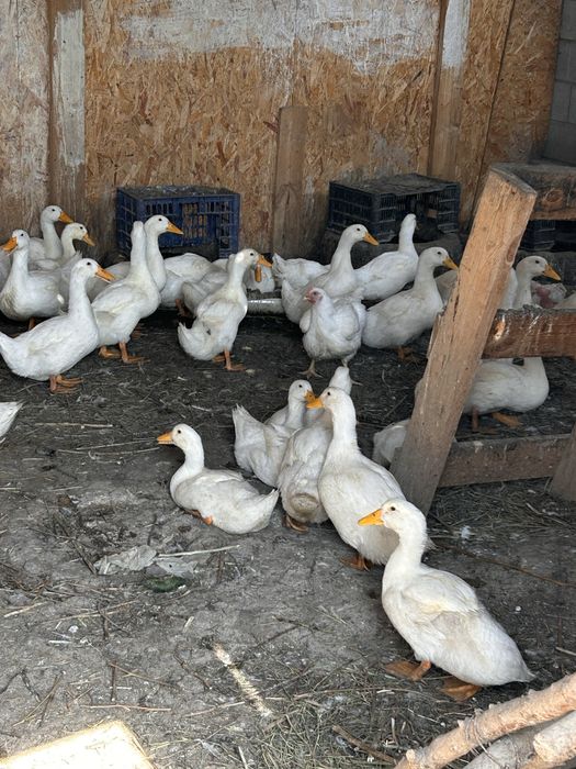 Продам Уток Пекинские