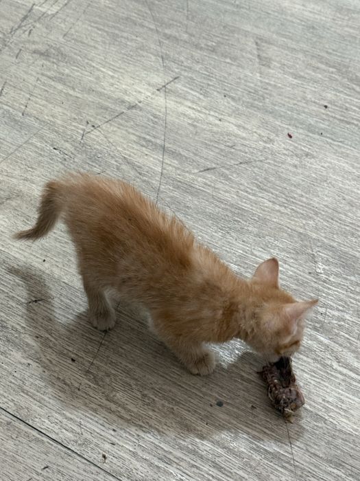 Котенок и ее мама