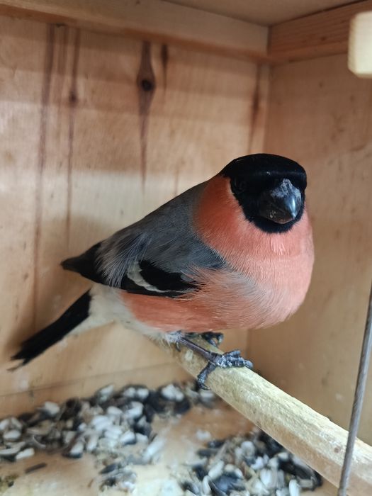 Снегири пара дикие