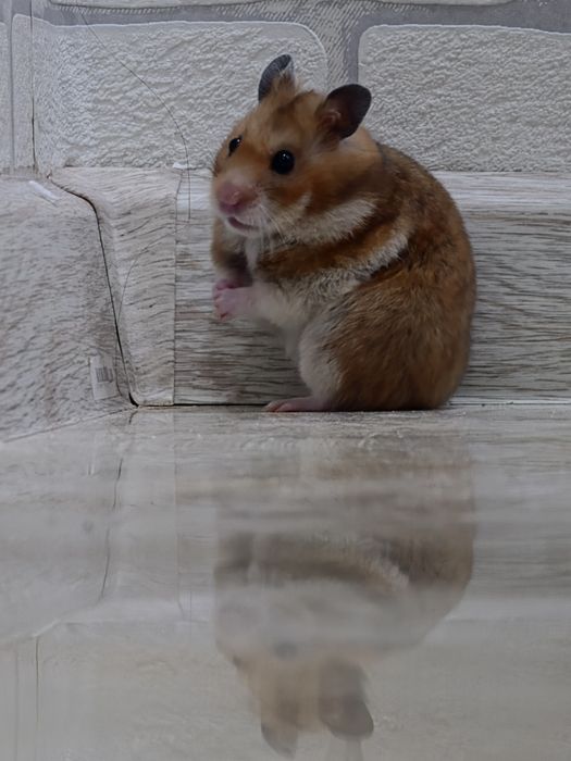 Сириский хомяк девочка