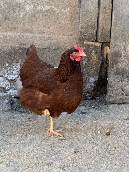 Ouă proaspete de casă – Rhode Island Red – 2 lei/buc