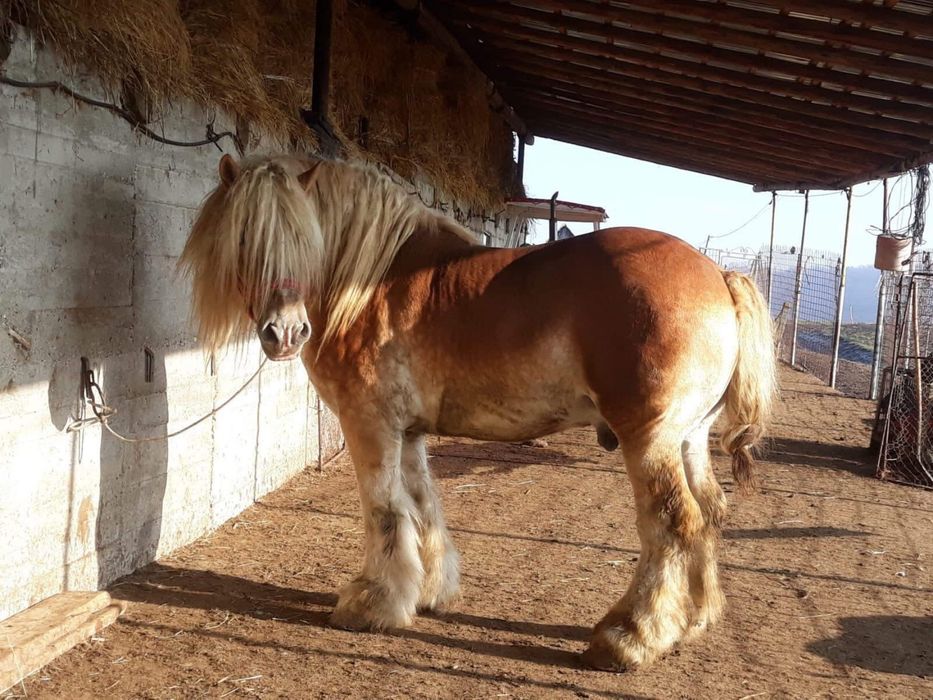 Mânji Armigi  6-8 luni
